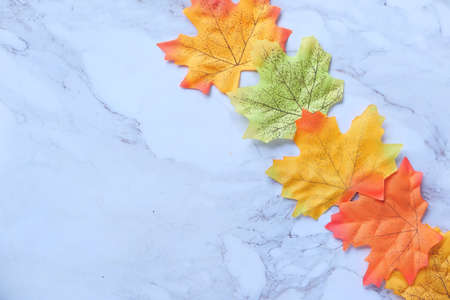 autumn maple leaves isolated on white background, top downの写真素材