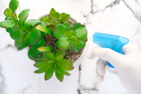 hand holding spray bottle watering plan on table with copy spaceの写真素材