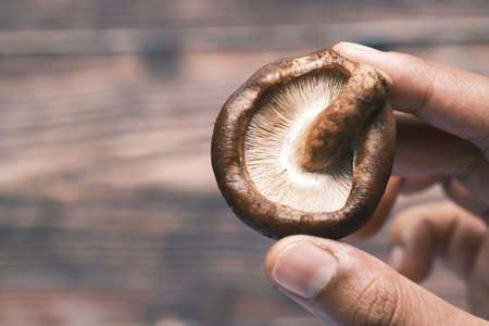 holding raw champignon mushroom close upの写真素材