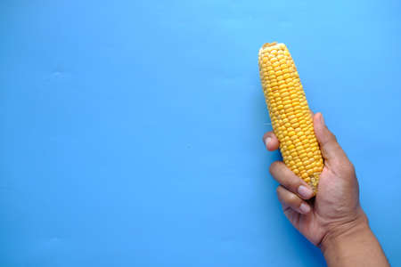 hand hold a Sweet corns on blue backgroundの写真素材