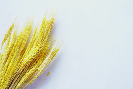 detail shot of wheat spikelets on white background with copy space