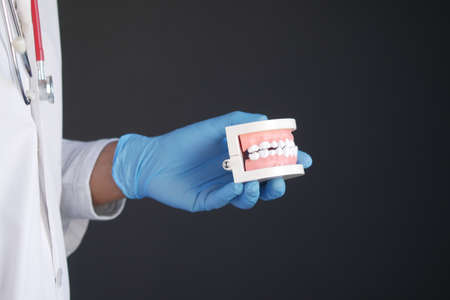 doctor hand holding plastic dental teeth model on tableの写真素材