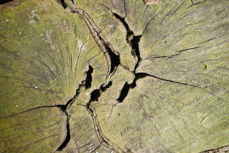close up of natural green moss on oak texture.の写真素材