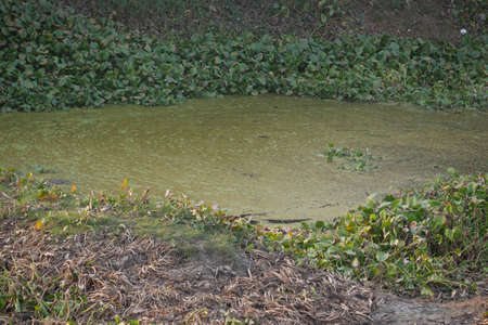 Polution on lake. Dirty waterの写真素材
