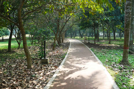 fallen dry leaves on ground close upの写真素材