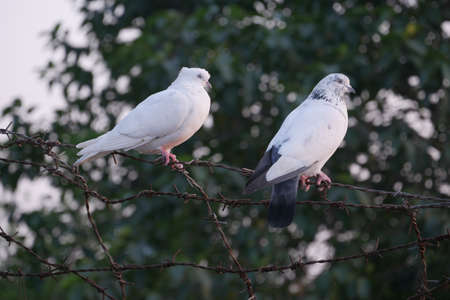 pigeon birds in nature in afternoonの写真素材