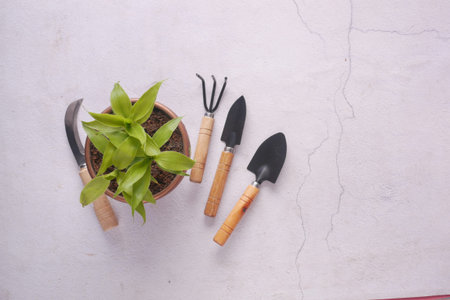 gardening tools and plant on a table with copy space