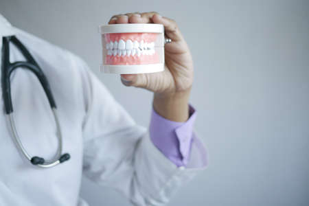 doctor hand holding plastic dental teeth model on tableの写真素材