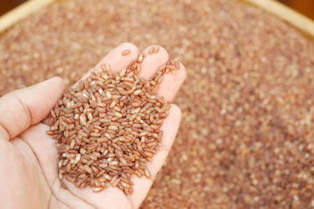 raw brown rice hand close upの写真素材
