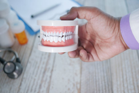 doctor hand holding plastic dental teeth model on tableの写真素材