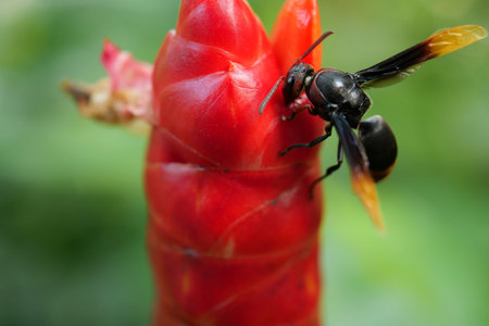Flying honey bee collecting pollen at red flower.の写真素材