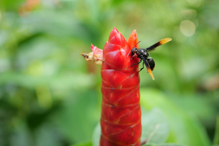 Flying honey bee collecting pollen at yellow flower.