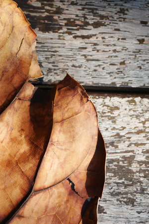 Dry brown leaf on wooden backgroundの写真素材