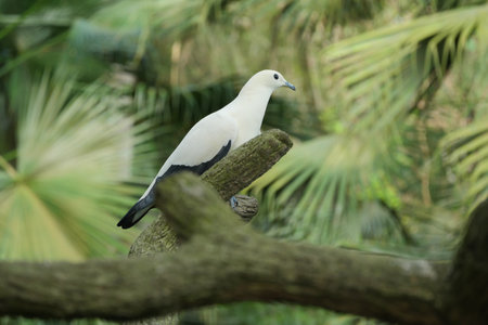 pigeon birds in nature in afternoonの写真素材