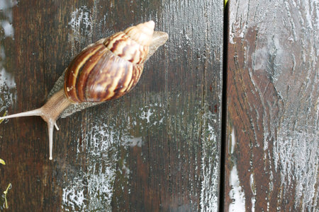 snail walking on the old wooden floorの写真素材