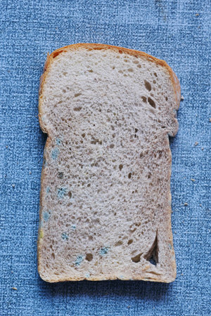 brown bread with mildew. Spoiled products