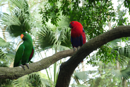 Sun Cornure parrots yellow and green. Parrots are raise