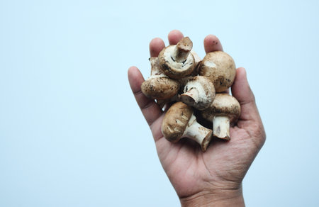 Fresh champignons mushroom on handの写真素材