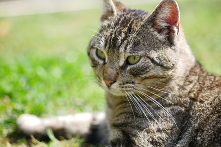 red cat looking around outdoor ,の写真素材