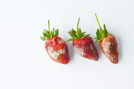 Gray Mold on strawberries on table ,の写真素材