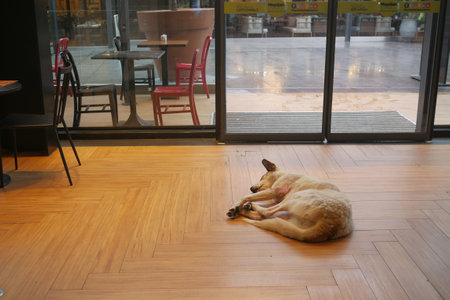 Abandoned dog lying on the groundの写真素材