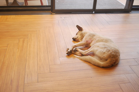 Abandoned dog lying on the groundの写真素材