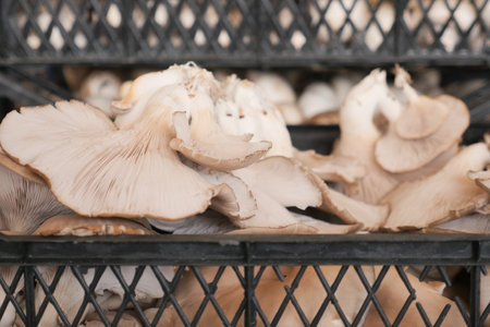 Fresh champignons mushroom in a plastic bucketの写真素材