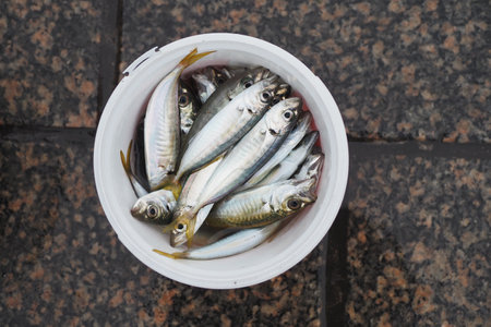 Caught fishes and fishing equipments Istanbul.の写真素材