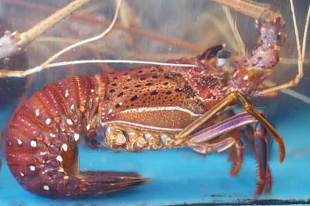 Fresh raw shrimp in water ,の写真素材