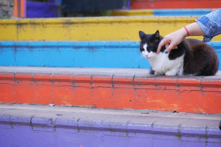 gray color cat sitting on a chair at istanbul cafe streetの写真素材