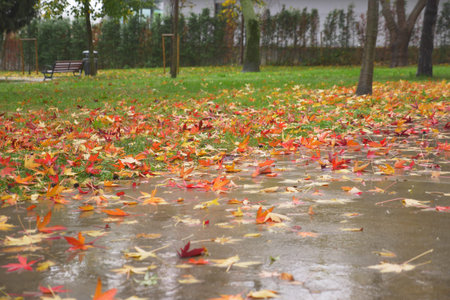 Fallen leaves in green grass close-up. Autumn garden with dry orange foliage,の写真素材