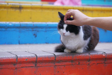 gray color cat sitting on a colorful stairs at balat street in istanbulの写真素材
