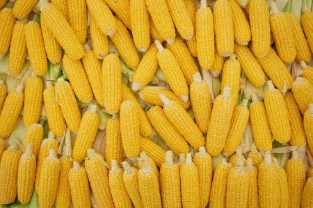 Background of fresh yellow cornの写真素材