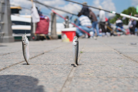 Two small fish suspended from a fishing rod on a sidewalk beside a roadの写真素材