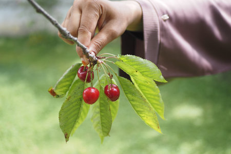 Ripe cherries hang on a tree.