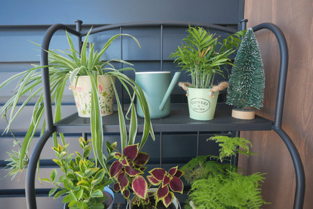 Colorful indoor plants in pots, watering can, and gardening tools create vibrant home decorの写真素材