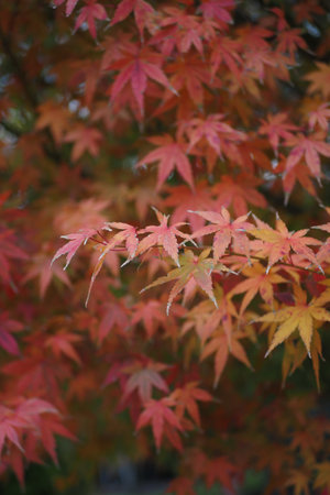 Autumn maple leaves are vibrant with rich colors, creating a picturesque scene in natureの写真素材