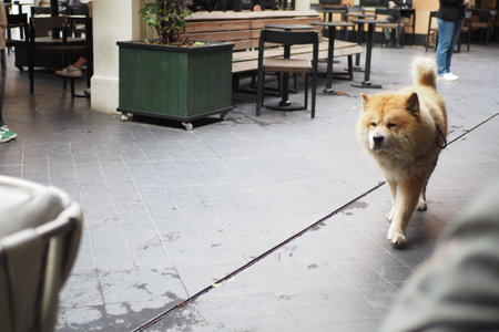 A charming and adorable Chow Chow is found relaxing comfortably outsideの写真素材