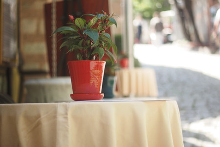 A Charming Restaurant Table Adorned with a Potted Plant in a Sunlit Urban Street Sceneの写真素材