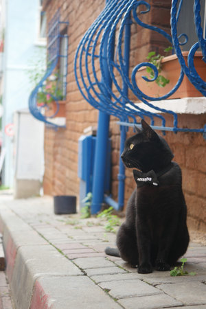 A black cat is sitting calmly and quietly on a charming cobblestone pathway in the cityの写真素材