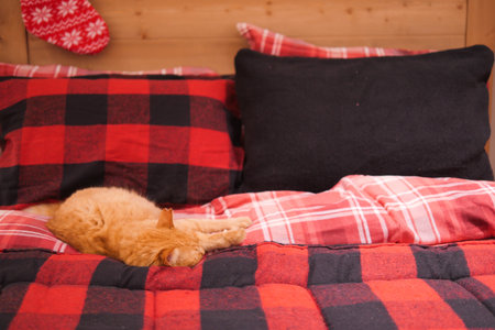 cat sleeping on cozy bed with plaid blanket, looking comfortableの写真素材