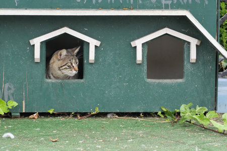 a cat resting on the cat house at streetの写真素材