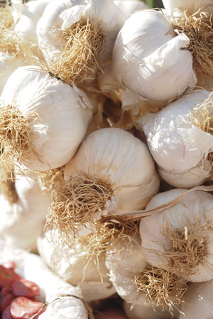close up pf garlic on pink background,の写真素材