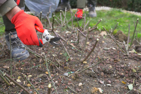 Taking Care of Young Plants by Pruning Them in Your Garden for Optimal and Healthy Growthの写真素材