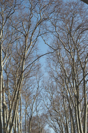 In winter, bare trees form a striking silhouette against the clear blue sky aboveの写真素材