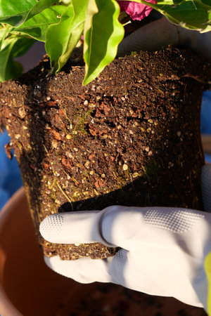 A person is carefully planting a beautiful flower inside a pot filled with nutrientrich soilの写真素材