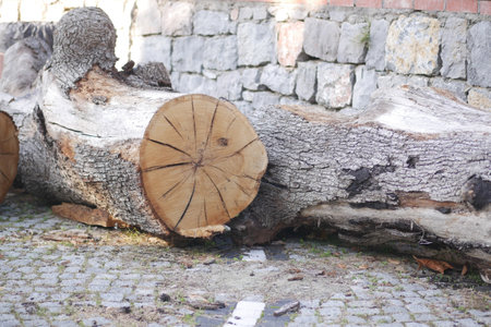 Logs are thoughtfully resting against a solid stone wall, creating a rustic ambienceの写真素材