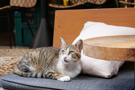 A Relaxing Tabby Cat Nestled Comfortably in a Cozy Cafe Environment Setting Indeedの写真素材