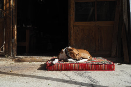 A Relaxed Dog Resting Comfortably on a Mat Situated at the Entrance of a Rustic Cabinの写真素材