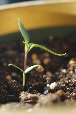 A Young Plant Seedling is happily Growing in its Potting Soil, thriving and flourishingの写真素材